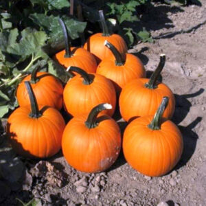 Terafin F1 adăugat la favorite!