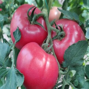 Honeylili F1 adăugat la favorite!