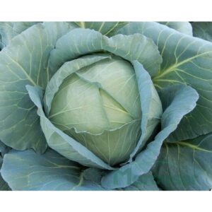 Karate F1 adăugat la favorite!