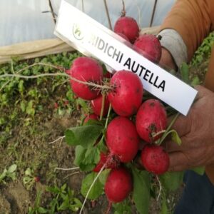 Autella F1 adăugat la favorite!