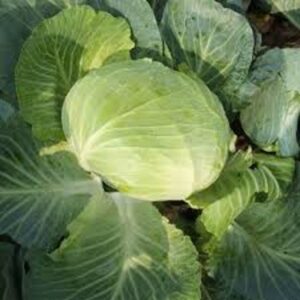 Autumn King F1 adăugat la favorite!