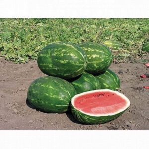 Caravan F1 adăugat la favorite!