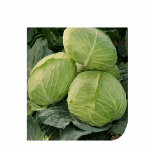 Crusoe F1 adăugat la favorite!