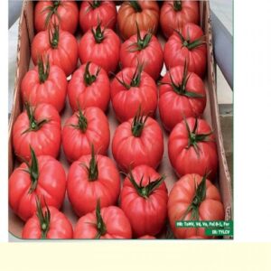 Cassarosa F1 adăugat la favorite!