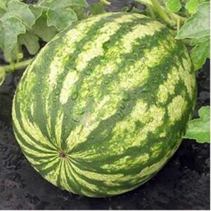 Crisby F1 adăugat la favorite!