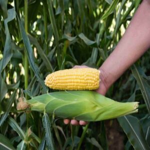 Ketama F1 adăugat la favorite!