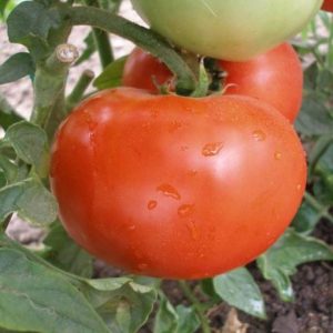 Tomate Naslada adăugat la favorite!