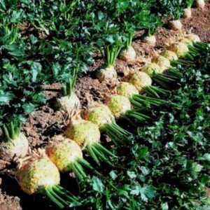 Prinz adăugat la favorite!