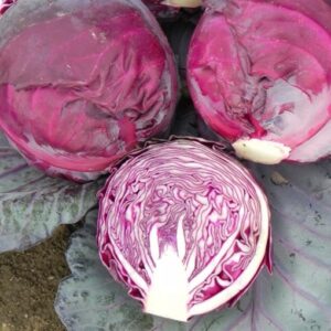 Red Dynasty F1 adăugat la favorite!