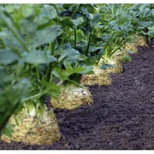 Rex adăugat la favorite!