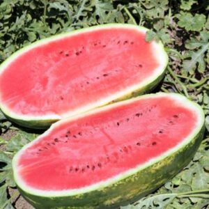 Sentinel F1 adăugat la favorite!