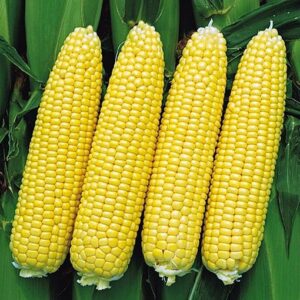 Sweet Nugget F1 adăugat la favorite!