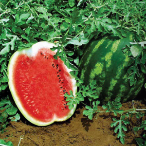 Top Gun F1 adăugat la favorite!