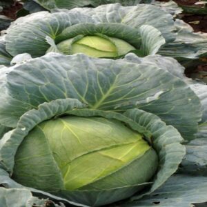 Discos F1 adăugat la favorite!