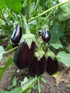 Aragon F1 adăugat la favorite!