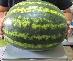 Grandis F1 adăugat la favorite!