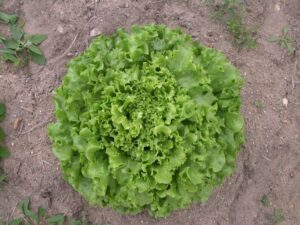 Maritima adăugat la favorite!