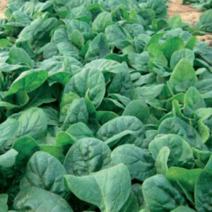 Yoshi F1 adăugat la favorite!