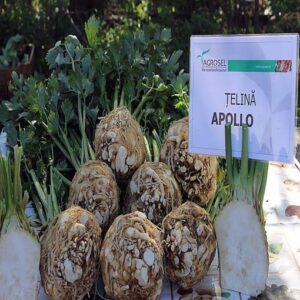 Apollo adăugat la favorite!