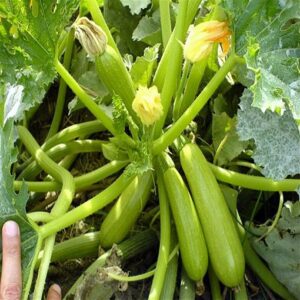 Ardendo F1 adăugat la favorite!