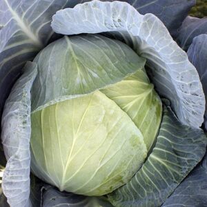 Beverly Hills F1 adăugat la favorite!