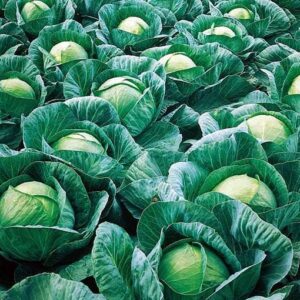 Bucharest F1 adăugat la favorite!