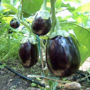 Dalia F1 adăugat la favorite!