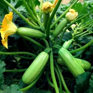 Cavili F1 adăugat la favorite!