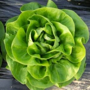 Mafalda adăugat la favorite!