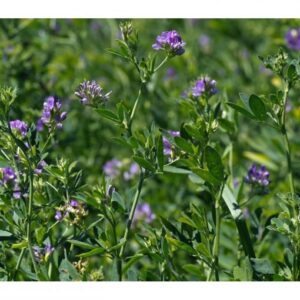 Dobrogea C1 adăugat la favorite!