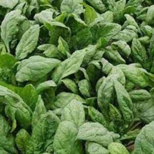 Robusto F1 adăugat la favorite!