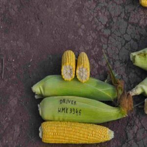 Kiara F1 adăugat la favorite!