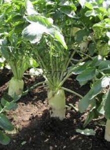 Jarola adăugat la favorite!