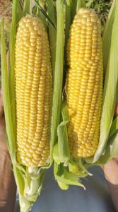 Kamuk F1 adăugat la favorite!