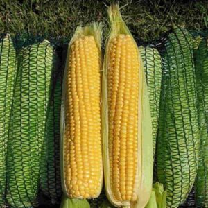 Kinze F1 adăugat la favorite!