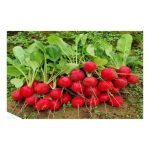 Laurella F1 adăugat la favorite!