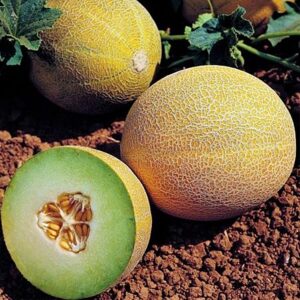 Lavigal F1 adăugat la favorite!