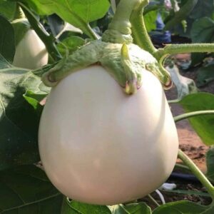 Luna F1 adăugat la favorite!