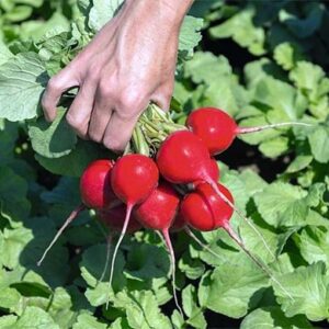 Roatan F1 adăugat la favorite!