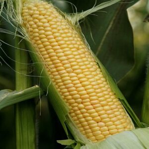 Royalty F1 adăugat la favorite!