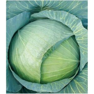 Polka F1 adăugat la favorite!