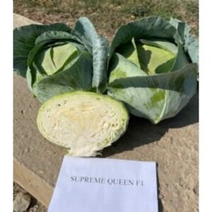 Supreme Queen F1 adăugat la favorite!