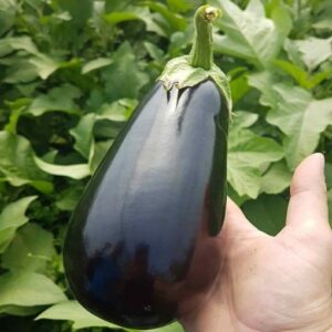 Canna F1 adăugat la favorite!