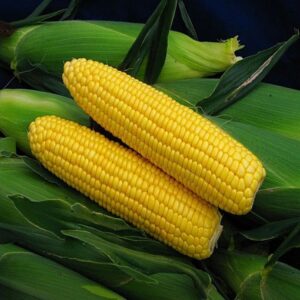 Spirit F1 adăugat la favorite!