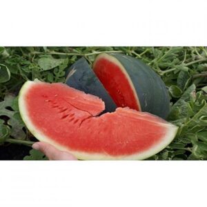 Sugar Delicata F1 adăugat la favorite!