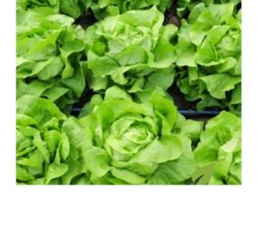 Touareg adăugat la favorite!