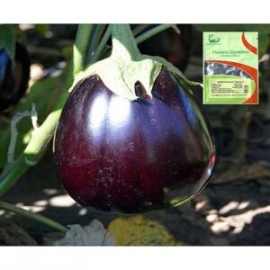 Tudela F1 adăugat la favorite!