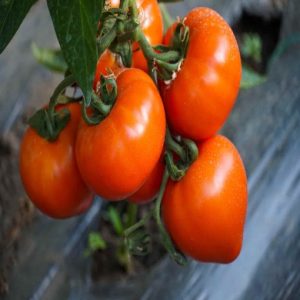 Tomate Zaraza adăugat la favorite!