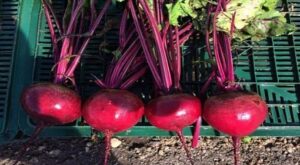 Zeppo F1 adăugat la favorite!